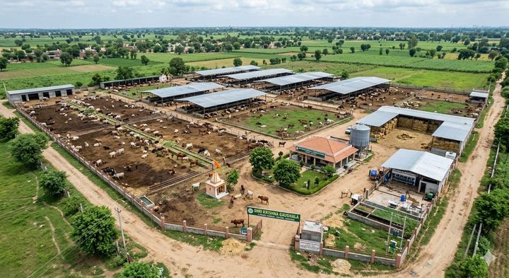 गौशाला पलवल  के निर्माण हेतु 84 लाख  रुपए का ई-टेंडर जारी - चैयरमैन डा० यशपाल