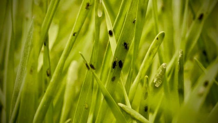 Aphid Pimples And The Providence Of God