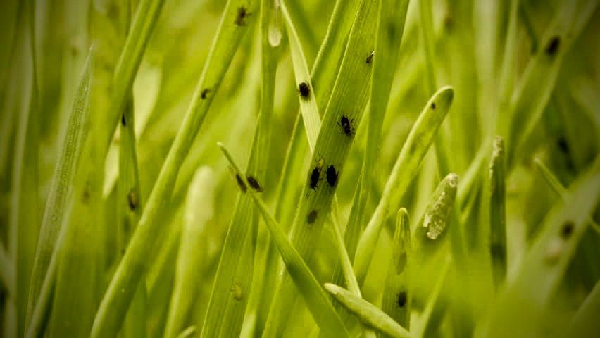 Aphid Pimples And The Providence Of God