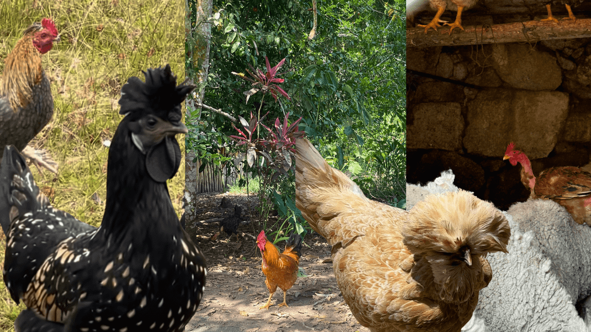 collage of chickens including two with puffy crowns of hair, one in a forest and another riding on the back of a sheep