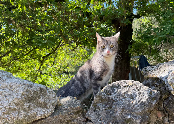 a small cat on a stone wall under a tree