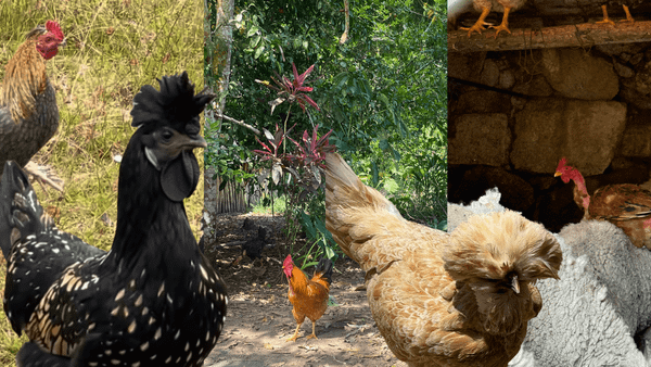 collage of chickens including two with puffy crowns of hair, one in a forest and another riding on the back of a sheep