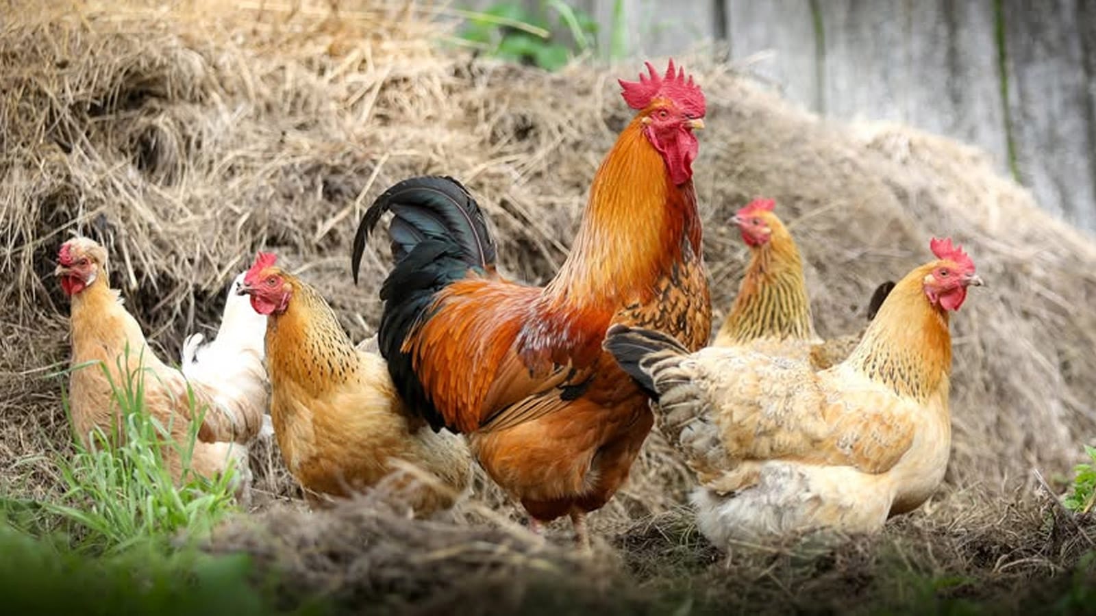 A rooster and hens in an outdoor farm yard.