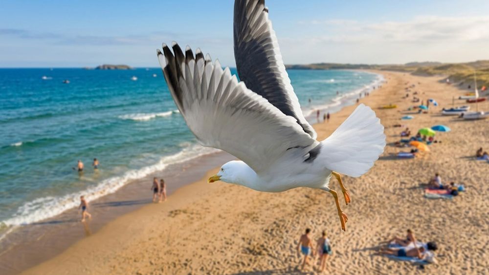 Australia's bird flu outbreak has doubled in days and is now moving inland to our farms