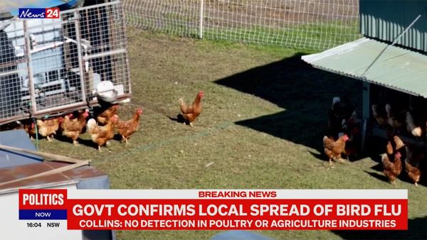 Bird flu now spreading between resident Australian birds, here is the risk to eggs and chicken