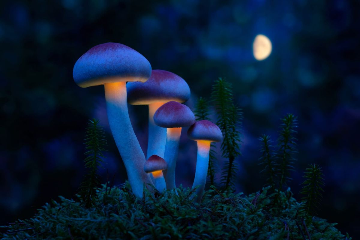 Growing mushrooms illuminated by the moon. 
