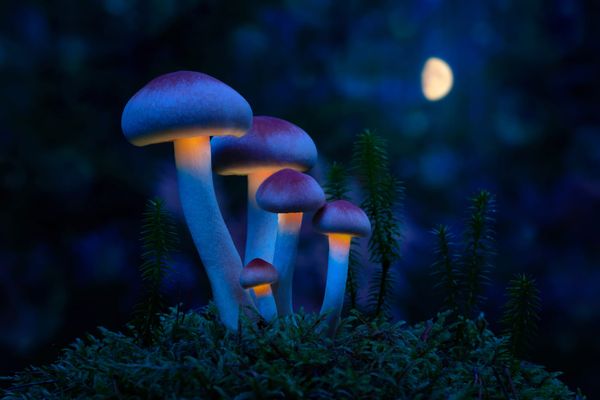 Growing mushrooms illuminated by the moon. 