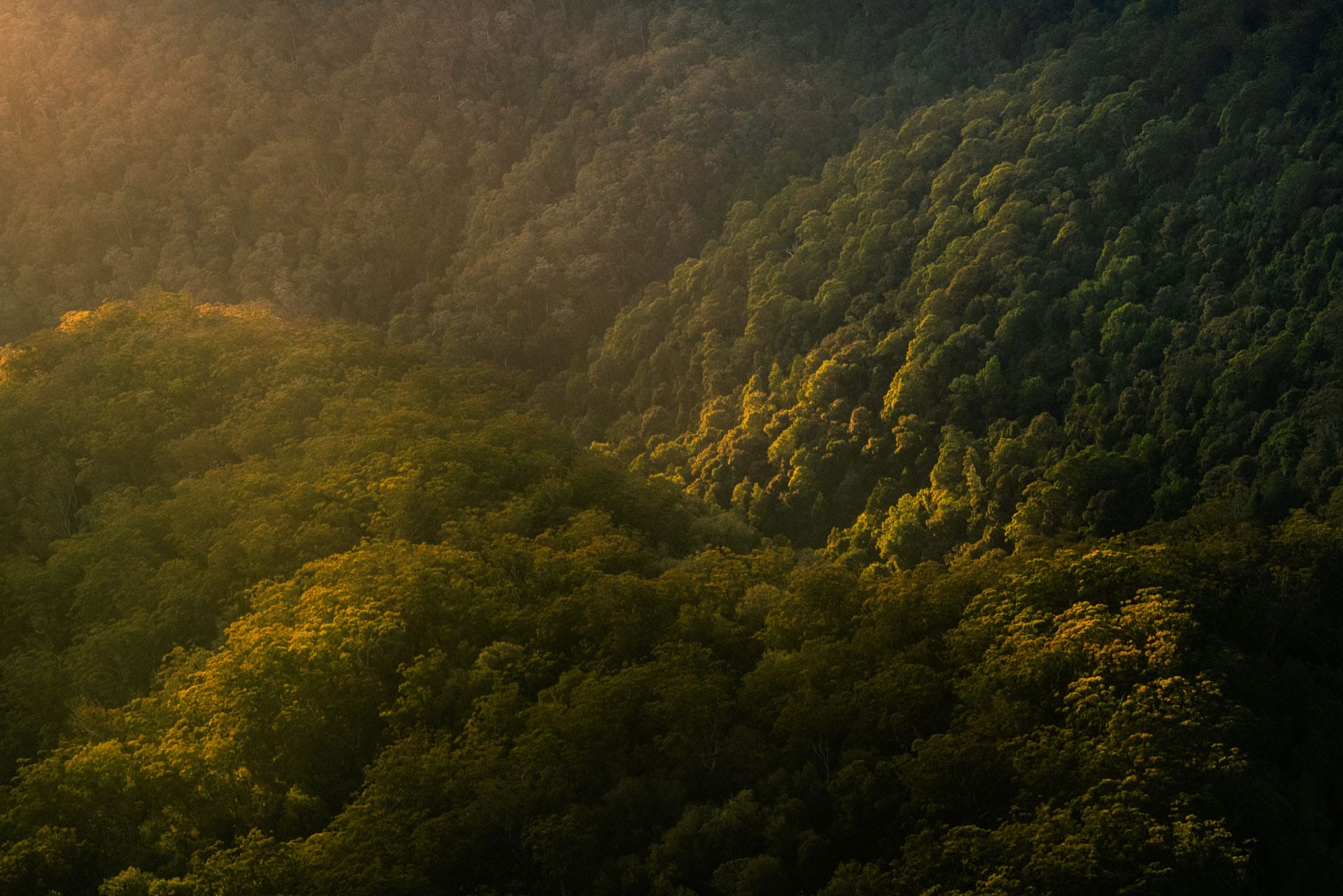 Sunlight over a green forested valley