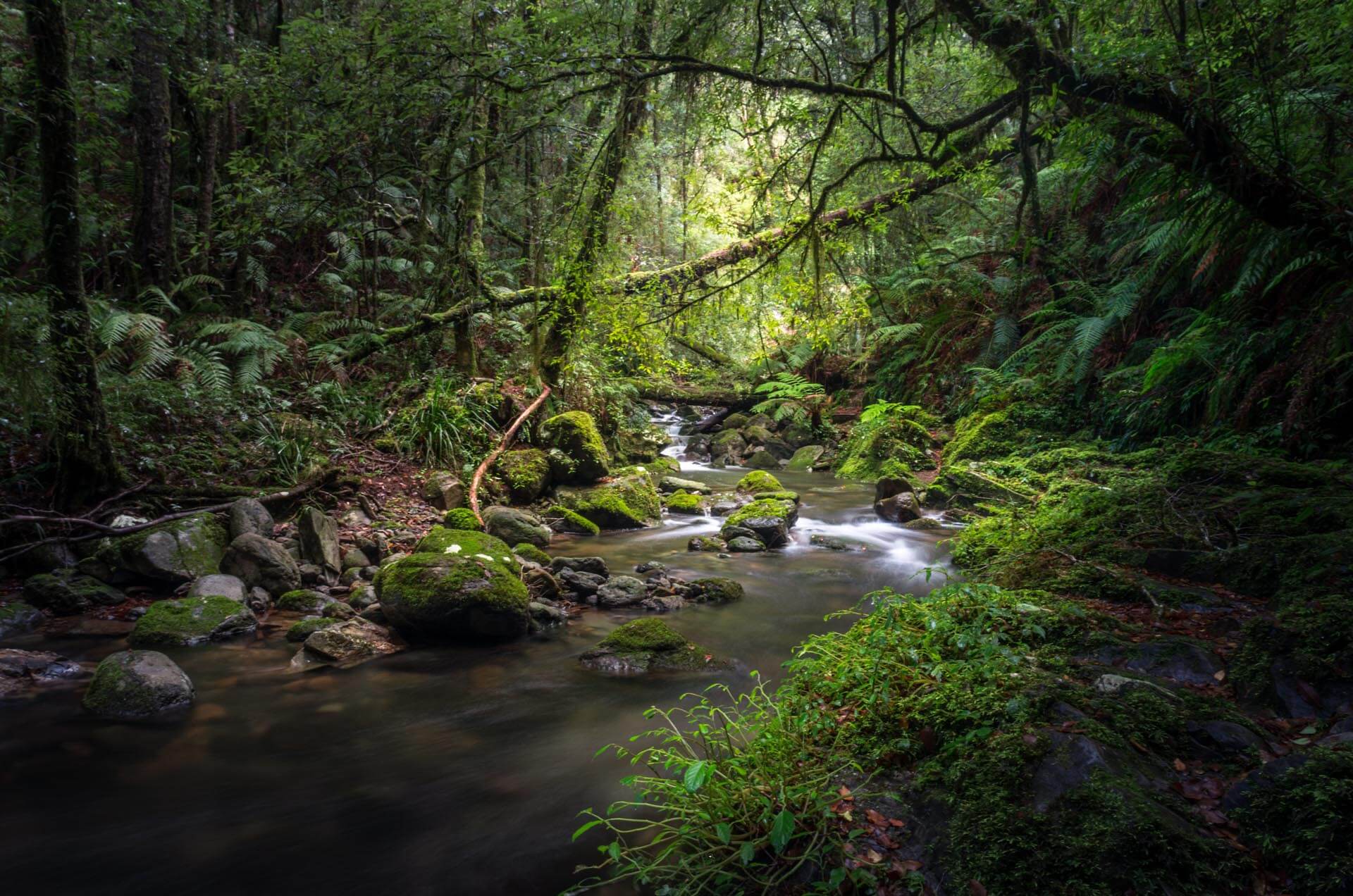 Small creek in a rainforest gully in Northern NSW