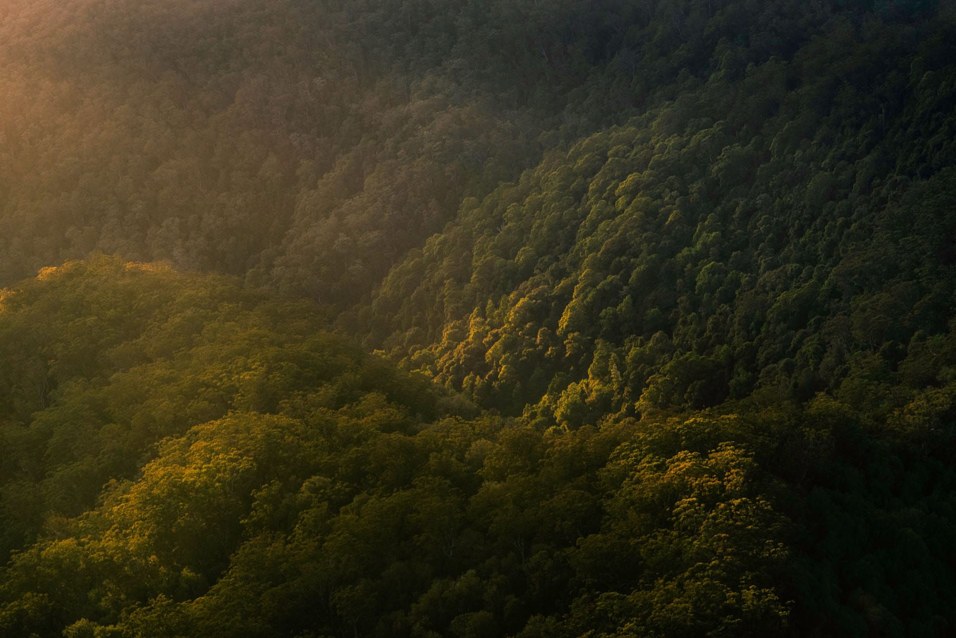Looking down into a forest valley with sunlight
