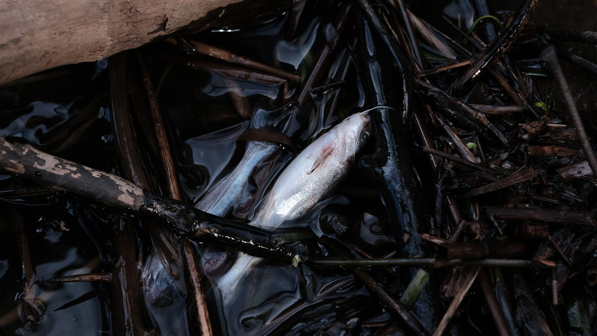 Baby fish gasping for air in blackwater - Clarence River, March 2025