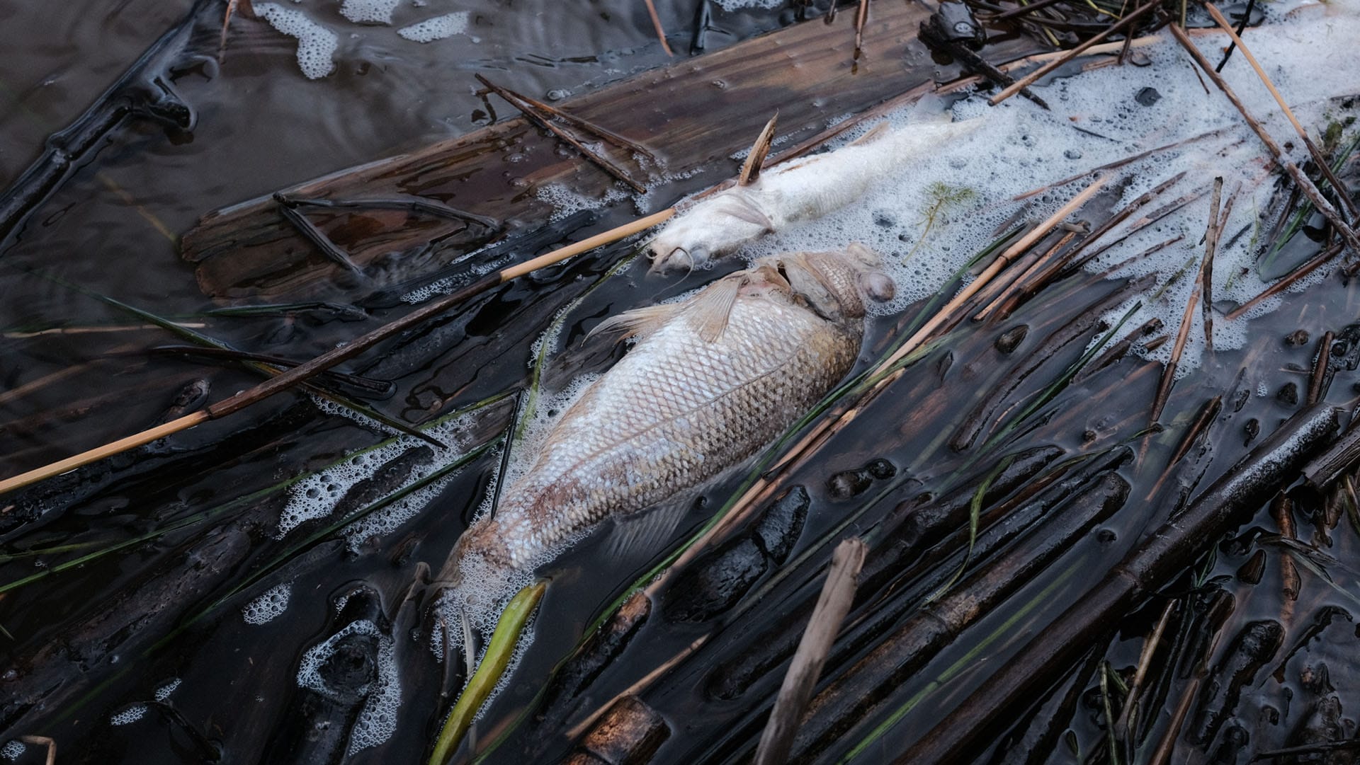 Clarence River fish kill from blackwater, March 2025