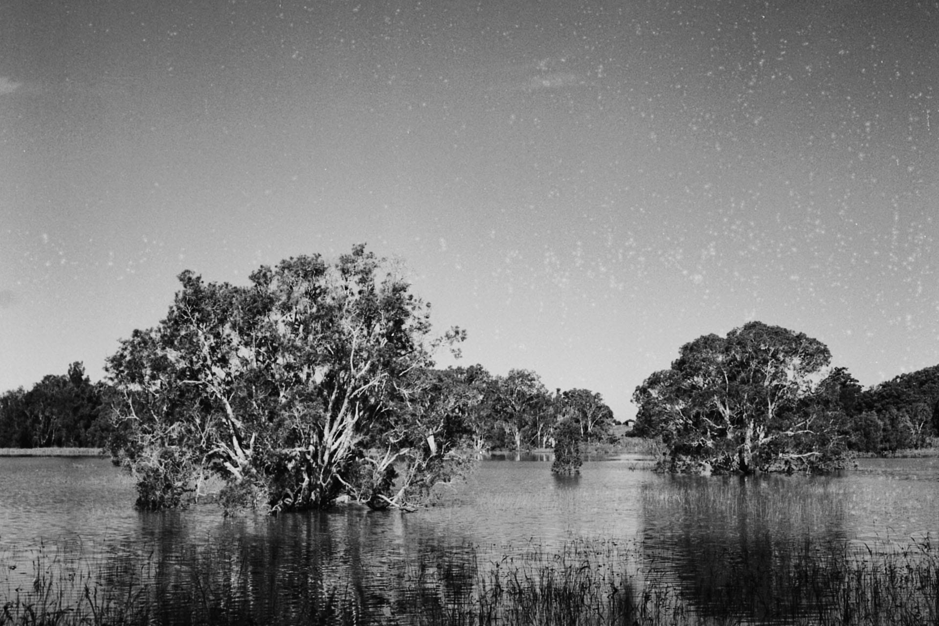Floodwaters in a swamp