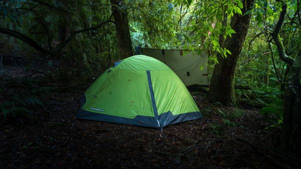 Wild camping in small tent under thick rainforest canopy
