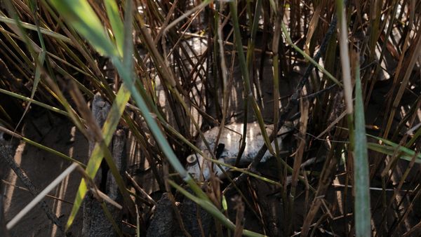 An observation on floods and fish kills