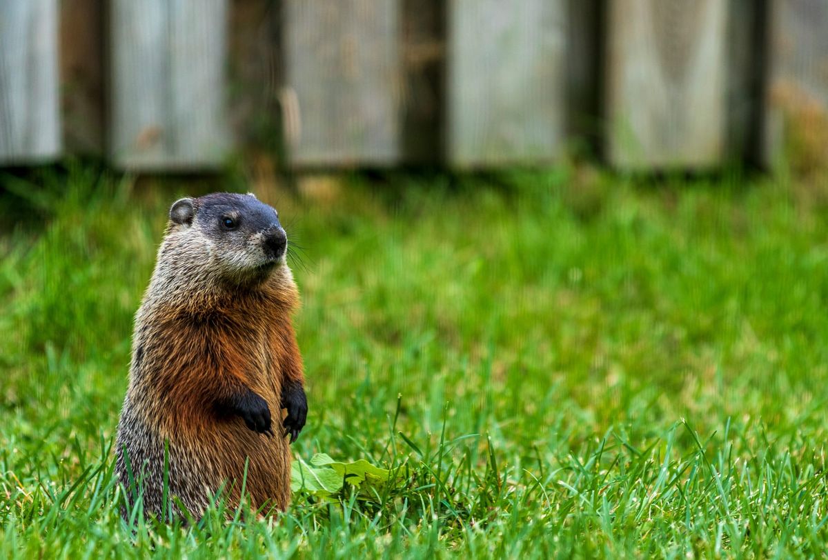 Mortgage Rates Fall to 6.36% But Spring Season Feels Like "Groundhog Day" — Sales Stuck at 4M Pace for Three Years