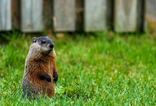 Mortgage Rates Fall to 6.36% But Spring Season Feels Like "Groundhog Day" — Sales Stuck at 4M Pace for Three Years