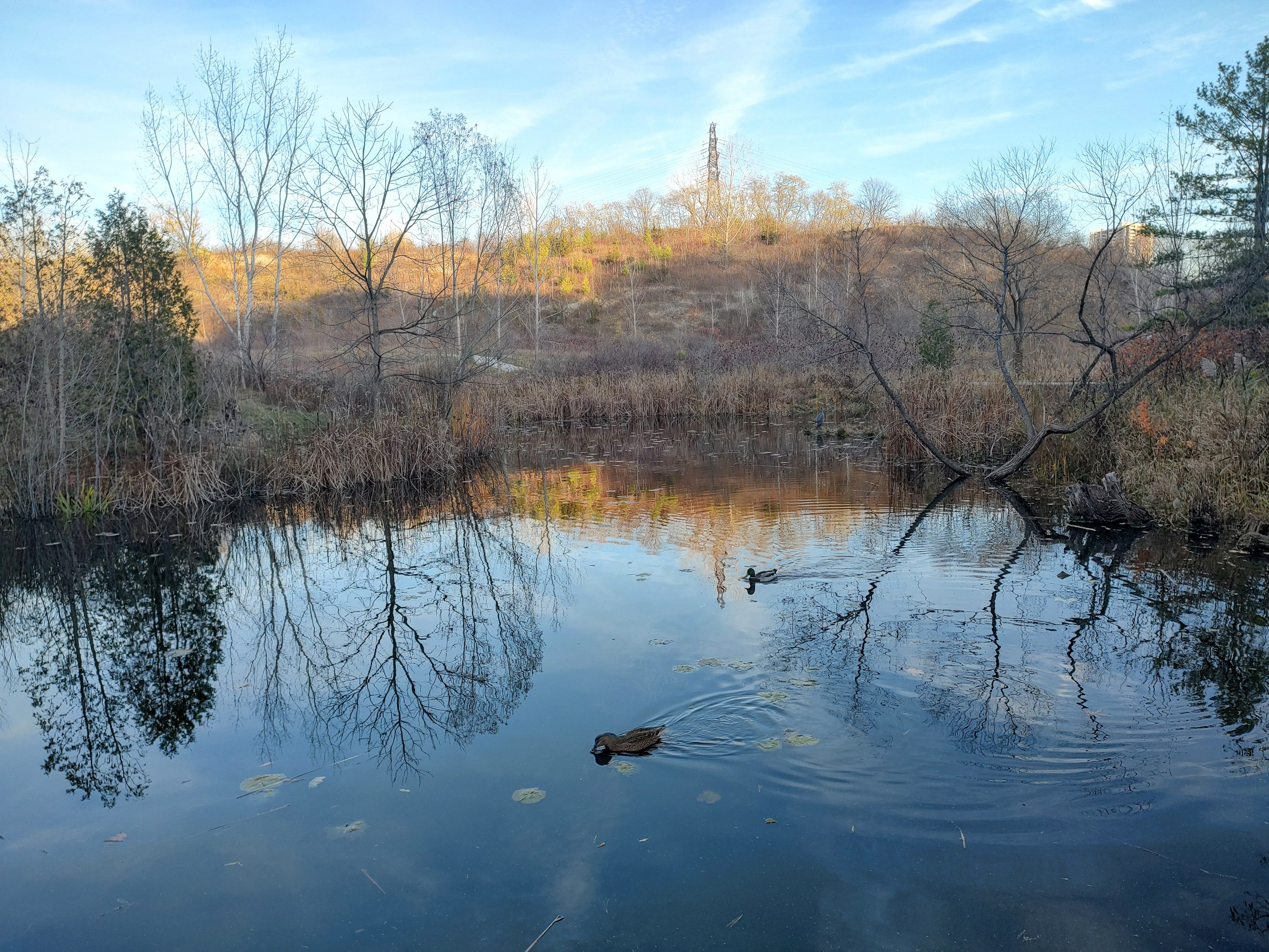 Picture of ducks swimming in a pond surrounded by hills and fall weather trees and greenery, the reflection of the greenery comes through in the water