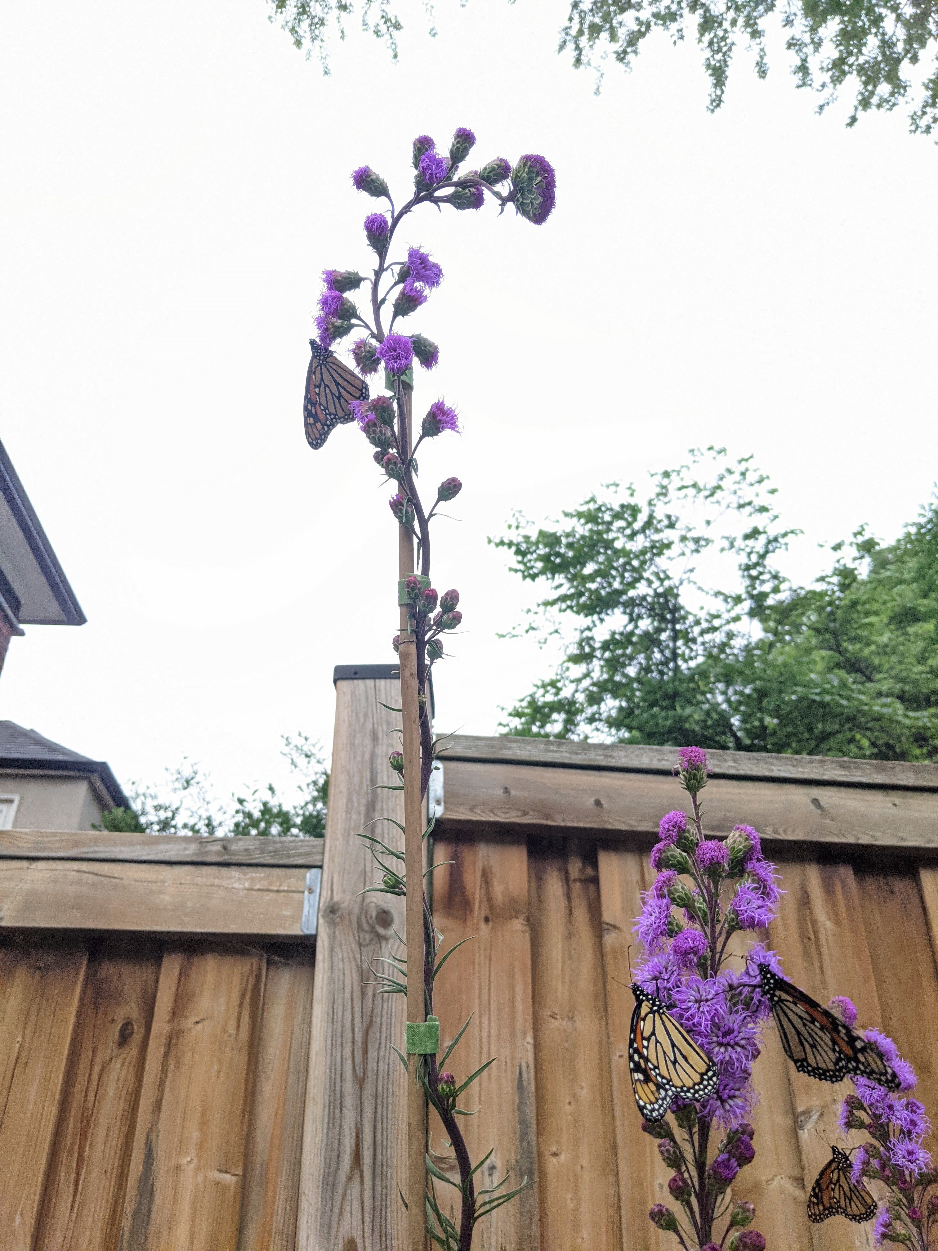 Four monarch butterflies feeding on three purple blazing flower stalks against a wooden fence
