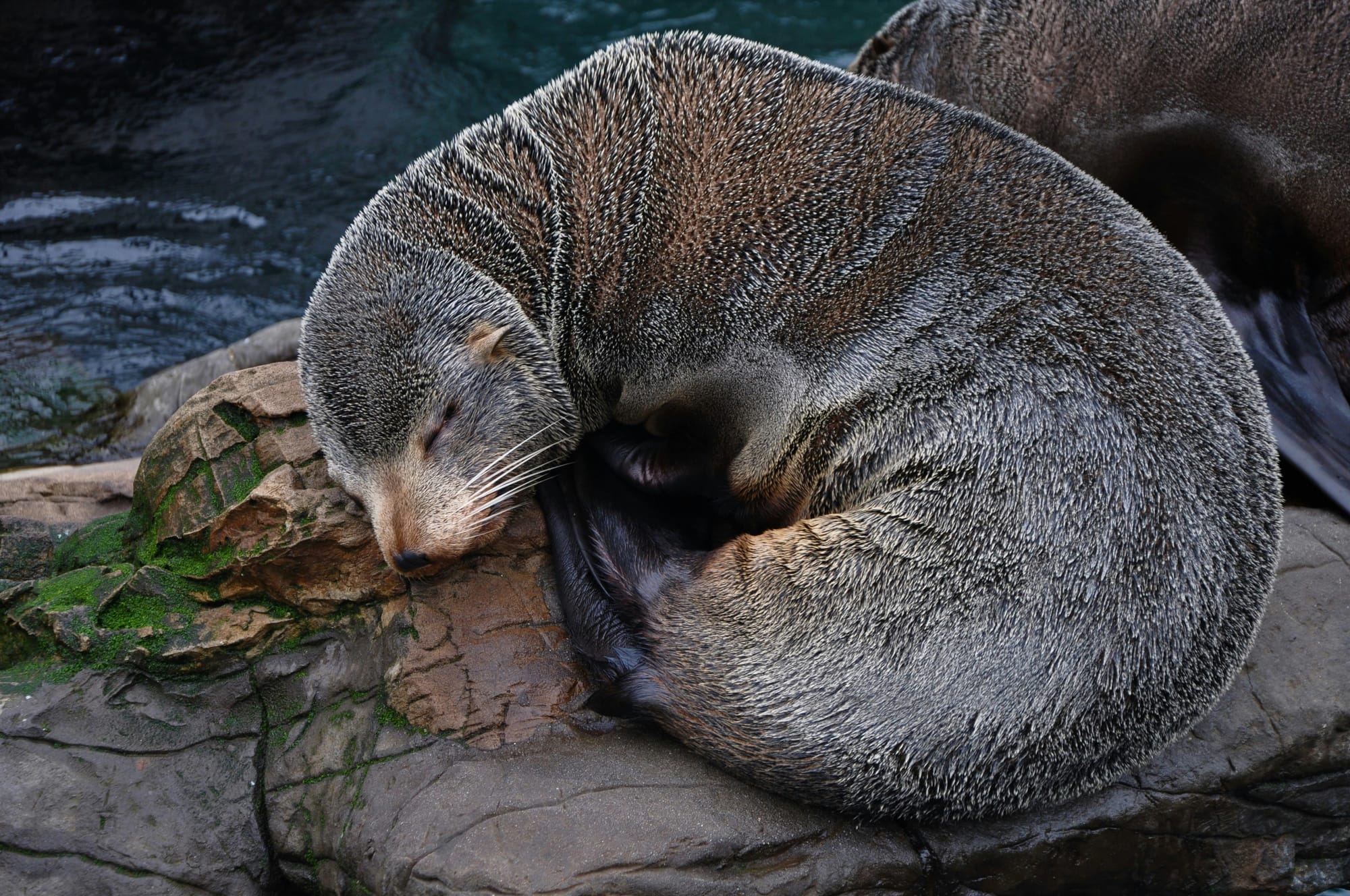 Seal curled up asleep with another seal hidden next to it, on gray mossy rocks by sea water