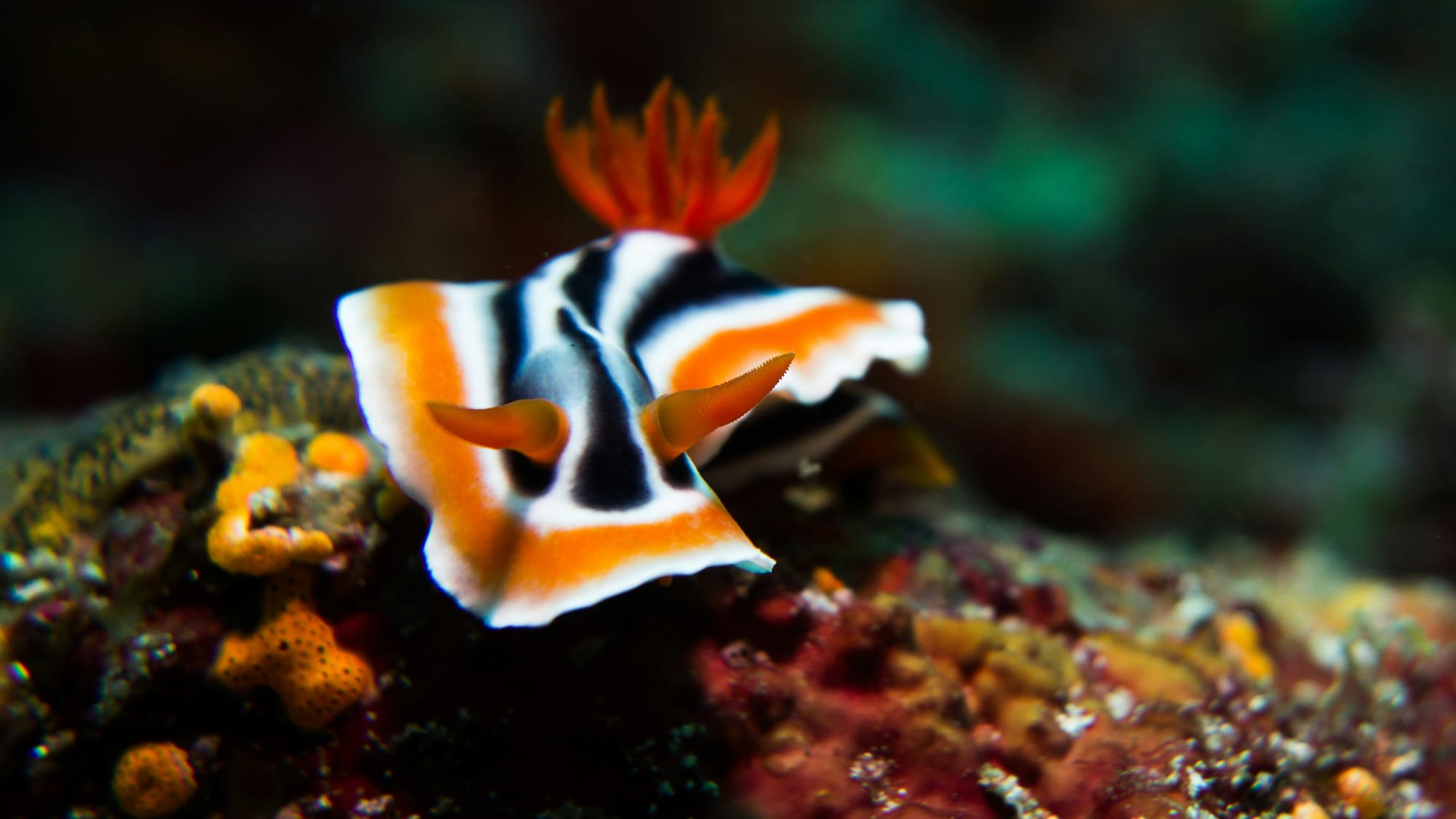 White, orange and black Nudibranch on sea bed at Anilao Port, Mabini, Philippines, Photo by Marius Masalar