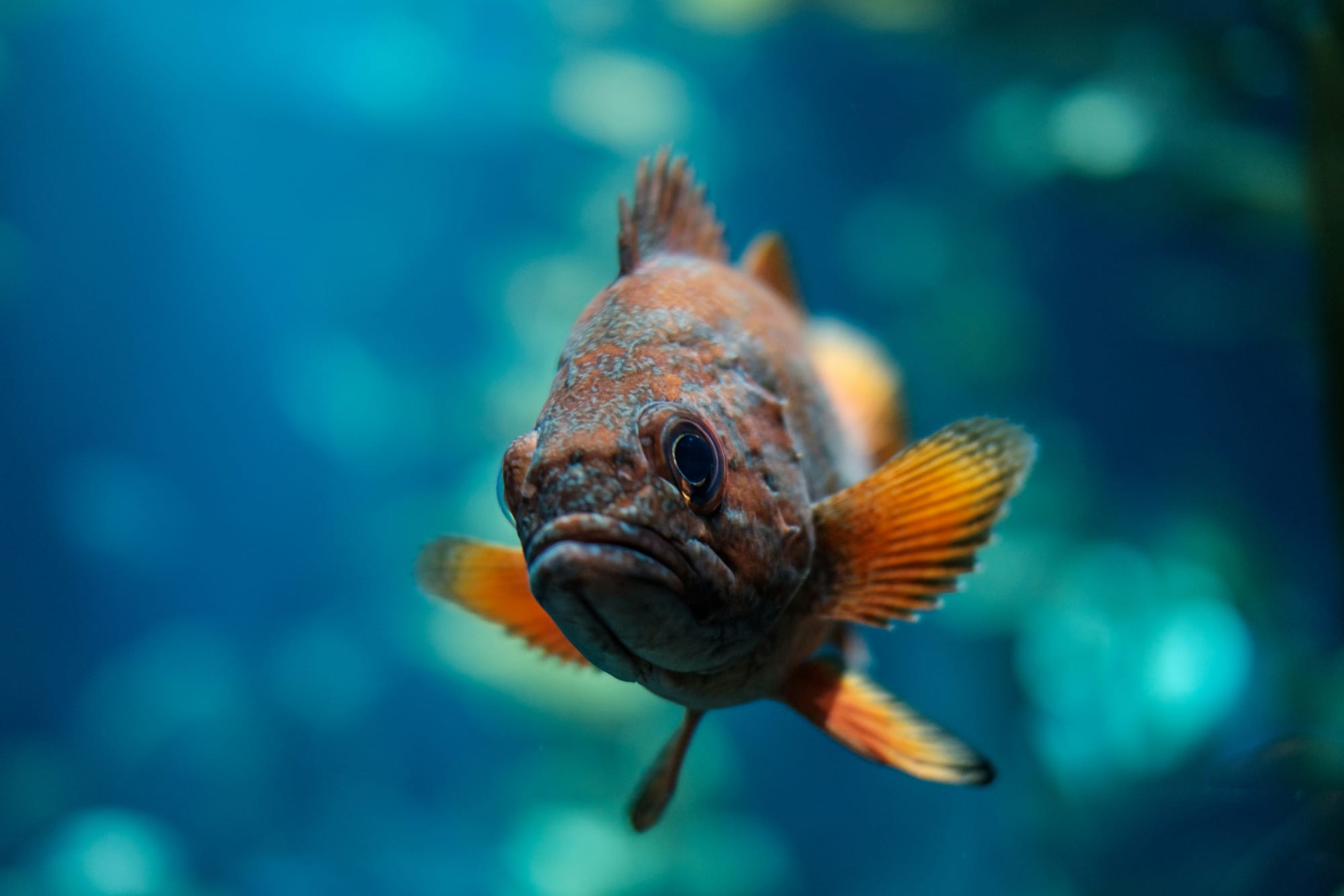 Small grumpy mouthed rock bass with orange and grey body, bright orange fins swimming towards the camera