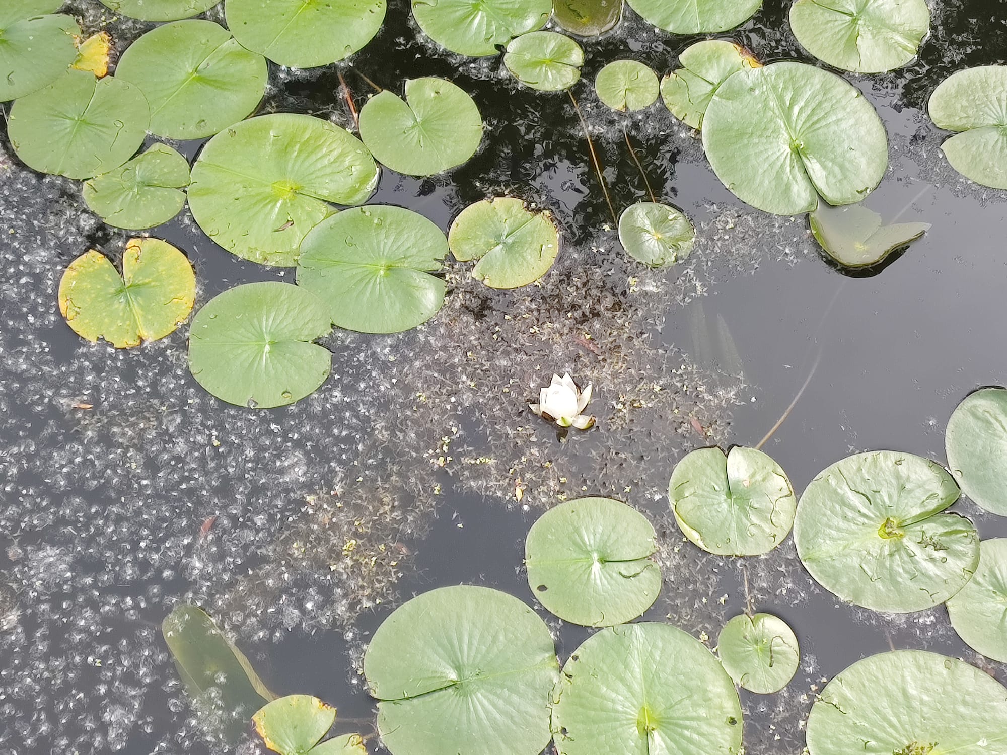 A wA single hite lily blooms amidst large green lily leaves in a cloudy pond, photo by Kadir at Evergreen Brickworks, Tkaronto