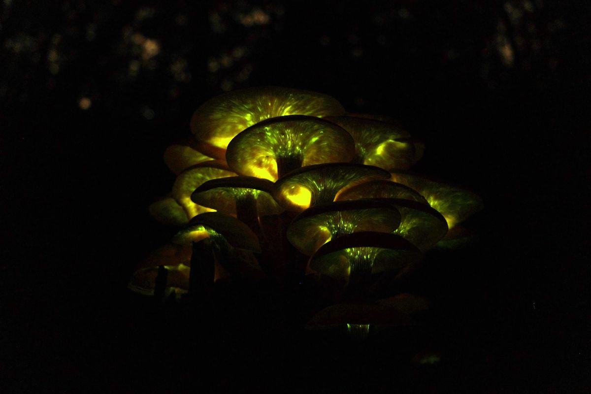 Cluster of Jack o'Lantern mushrooms shot in a dark background showing off their neon green bioluminescent gills, by Tylerbrunnermyco
