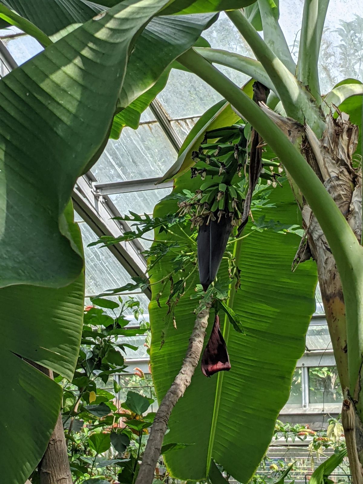 From a foot long banana flower/heart bloom an entire bunch of banana fruits. Photo by Kadir from Allan Gardens, Tkaronto.