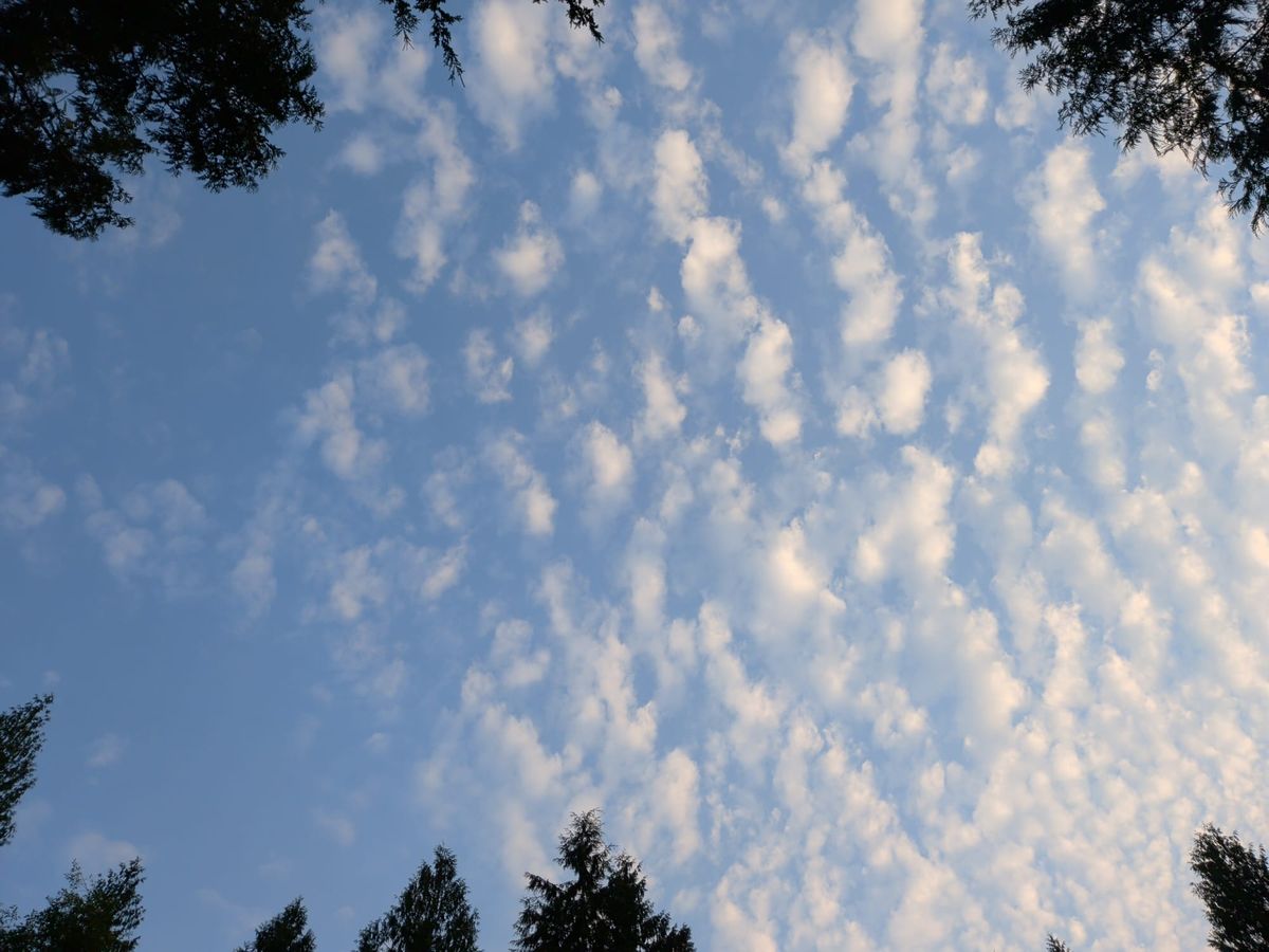 Circle of hawthorns surround an open blue sky filled with cumulus fractus clouds