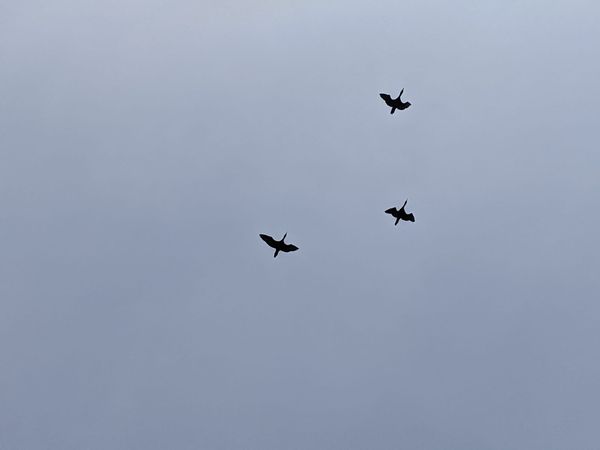 Three great blue herons flying against a cloudy gray sky background, photo by Kadir