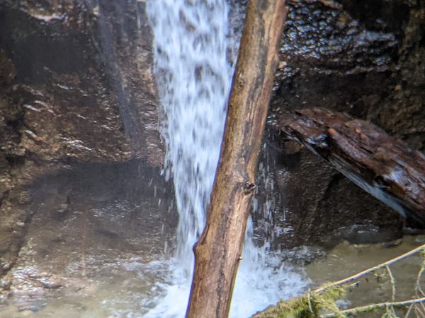 A thin wood branch cuts the photo into two like a backward slash. In the background a waterfall pours down the hill pooling on the forest floor.