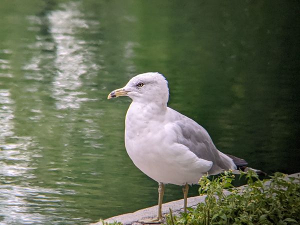 Yellow eyes, white head and underside, grey backs, black wingtiped Herring Gull stating out into blue green pond