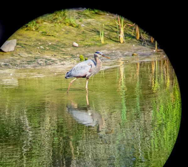 A Great blue heron steps through clear water, it's reflection and surrounding greenery reflection shimmers through the water in shades of green