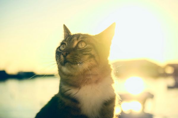 A cat stands tall and looks up into the sky, in the background we see a large water body, hills and the sun shines brightly behind the cat.
