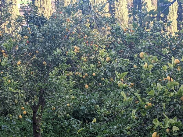 Dense growth of lemon and orange citrus trees bearing lots of fruits amid green foliage at a botanical garden in Málaga, Spain. Photo by Kadir. 