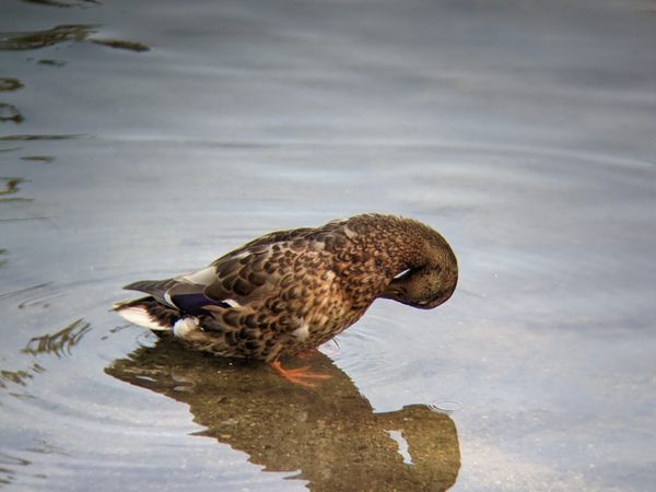Blue winged teal folds it's head toward it's body, it's reflection clearly visible in gently rippling out pond water