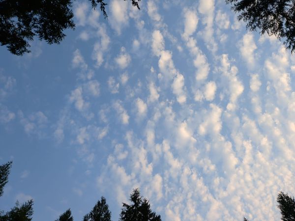 Circle of hawthorns surround an open blue sky filled with cumulus fractus clouds