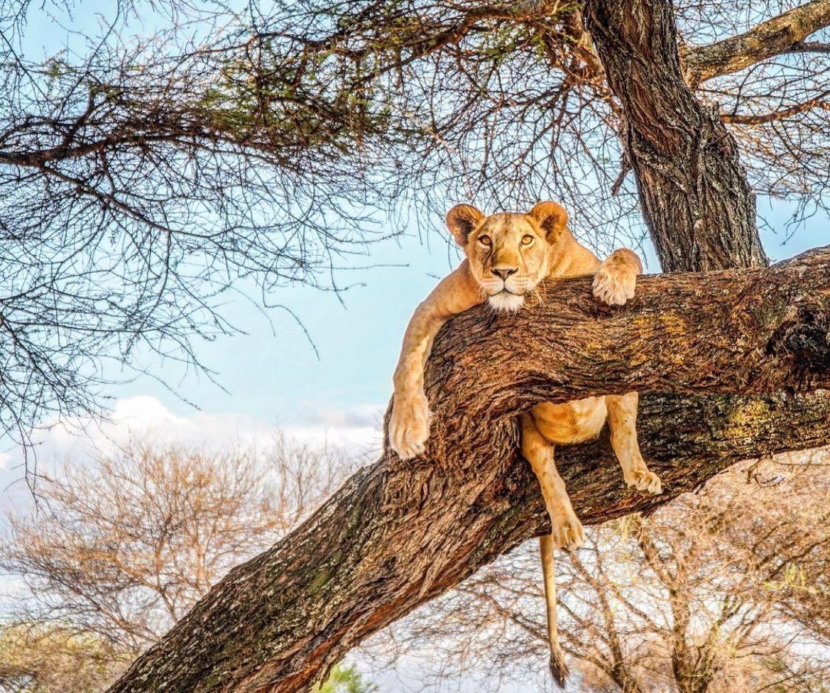 Live the Wildlife on an Exclusive African Safari