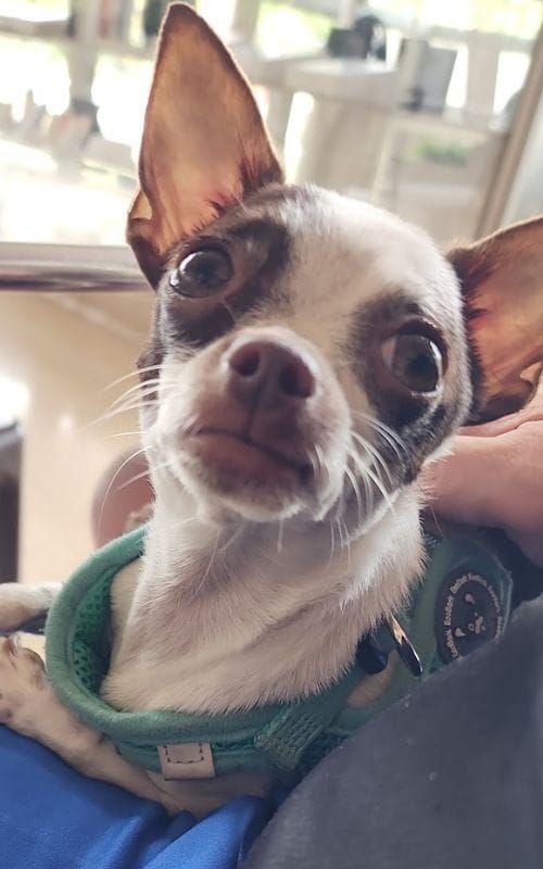 Medellín’s Dog Scene: Why This City Is a Paradise for Pooch Lovers