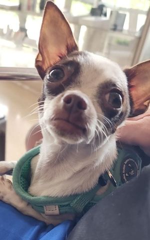 Medellín’s Dog Scene: Why This City Is a Paradise for Pooch Lovers