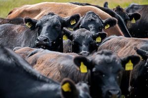 Kansas Cattle On Feed Down 3%