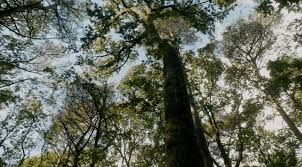 How to Shoot Films Like BBC's Planet Earth