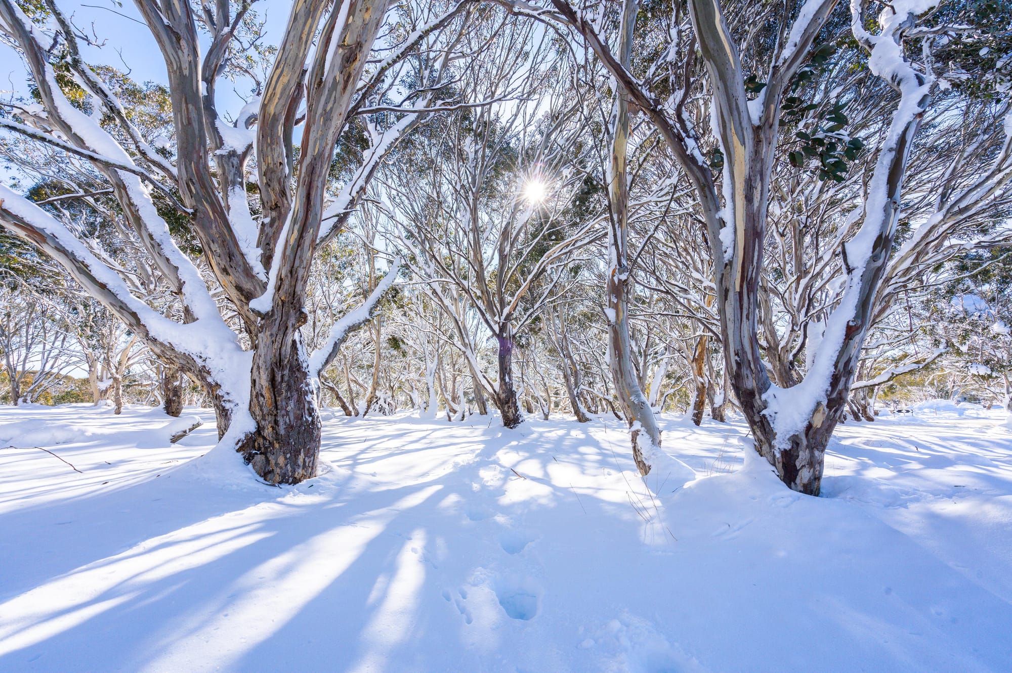 YOUR BACKYARD: Imagine waking up to this view in the morning from your lodge accommodation in Dinner Plain.