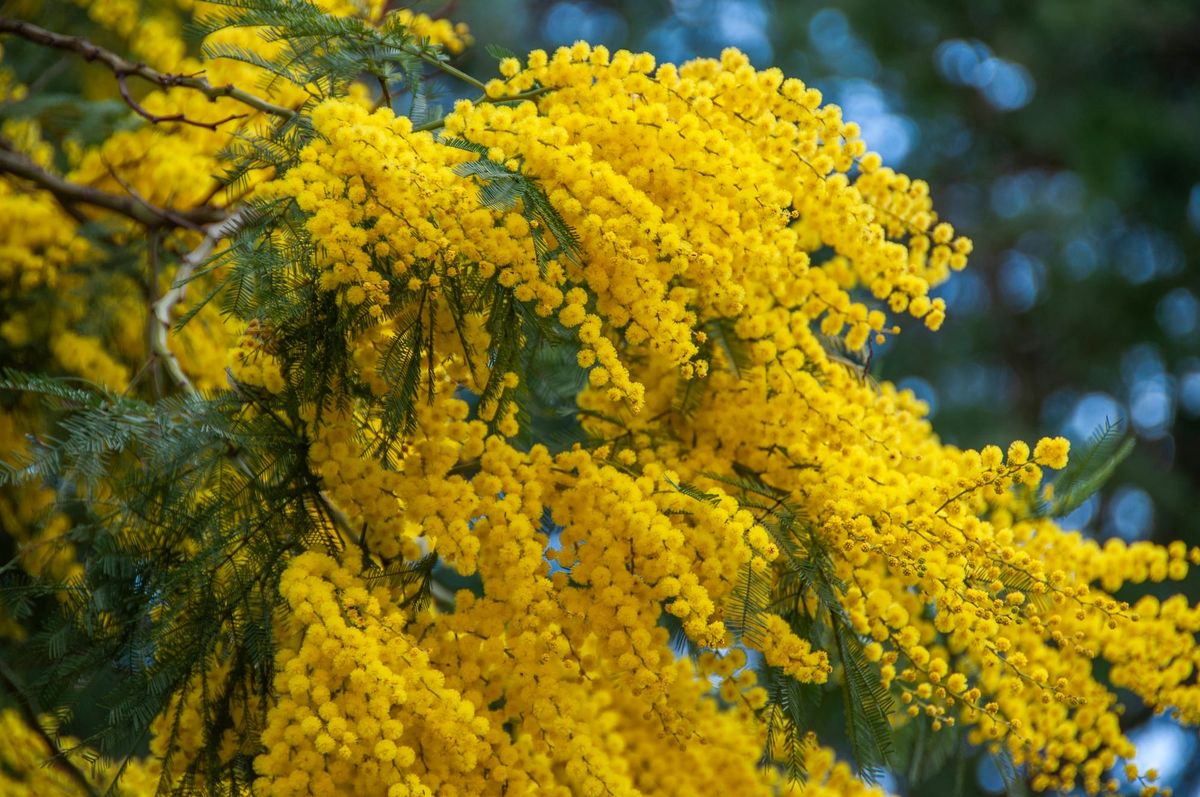 Blooming marvellous in Bright this spring Post feature image