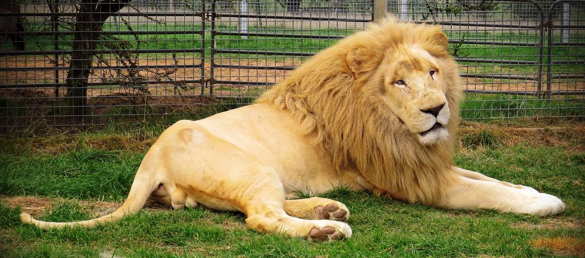 Mansfield Zoo Post feature image