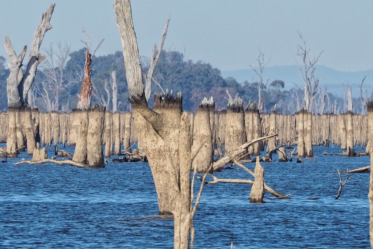 Lake Mulwala provides eerie, special scene when drained Post feature image