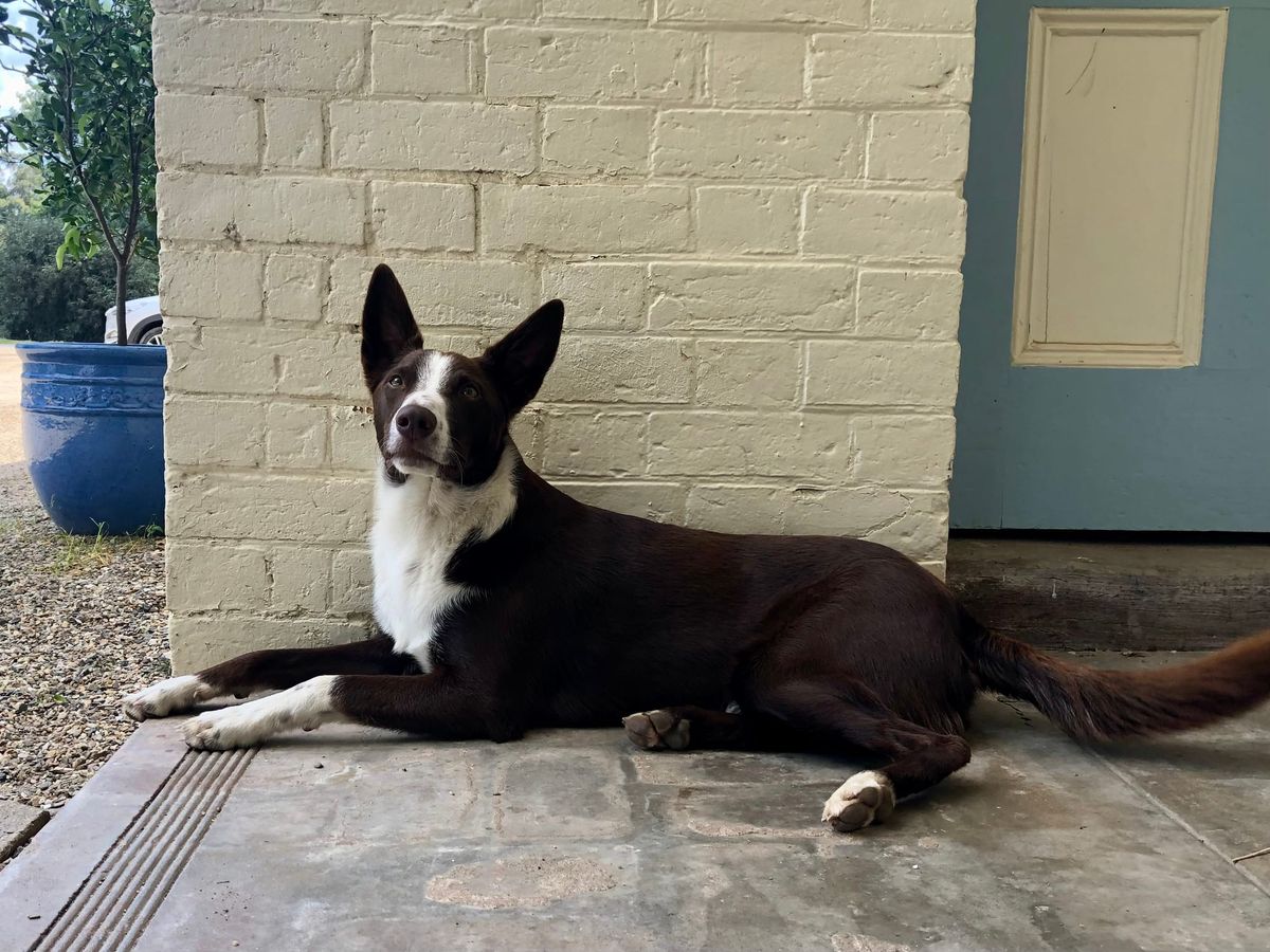 Take a trip to Tarrawingee Post feature image