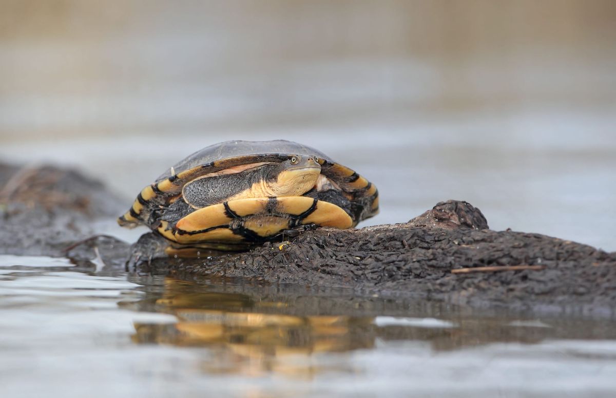 Winton Wetlands: a day well spent Post feature image