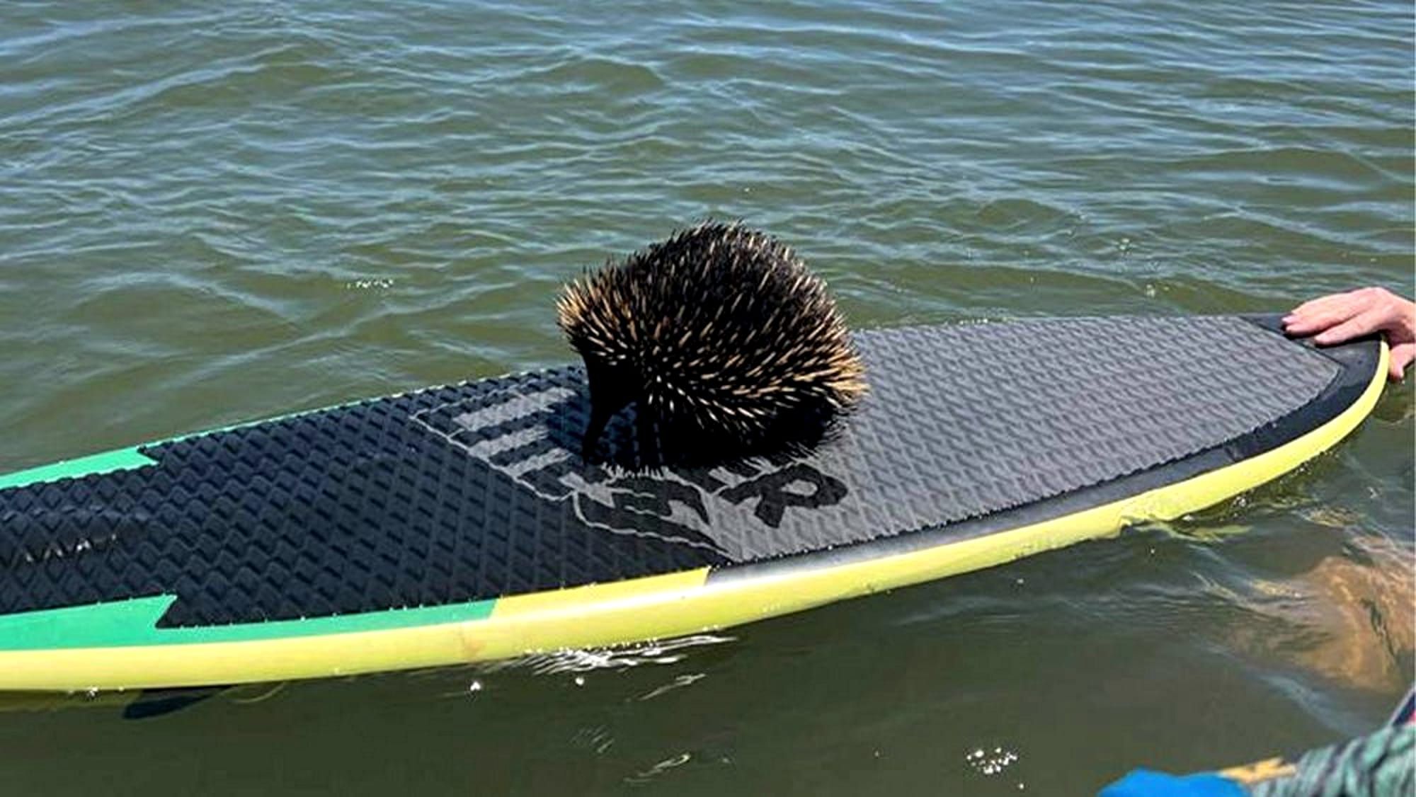 Wakeboarder rescues 'struggling' echidna from Lake Eildon Post image
